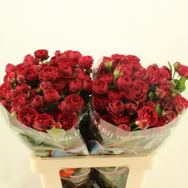 <h4>R TR MAROON</h4>