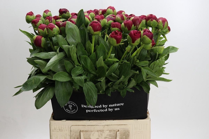 <h4>Paeonia Diana Parks</h4>