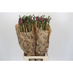 Freesia One Xxl Pink