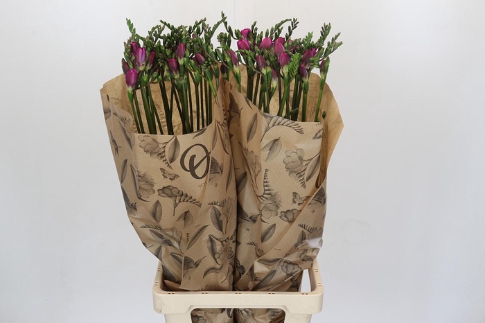 Freesia One Xxl Pink