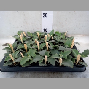 Kalanchoe NF beharensis