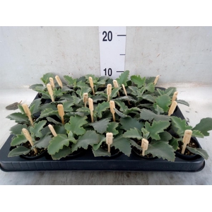 Kalanchoe NF beharensis