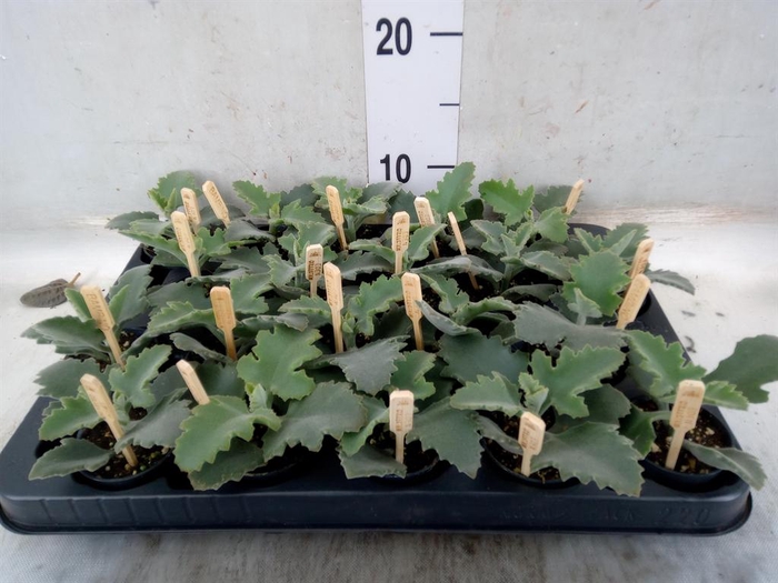 <h4>Kalanchoe NF beharensis</h4>