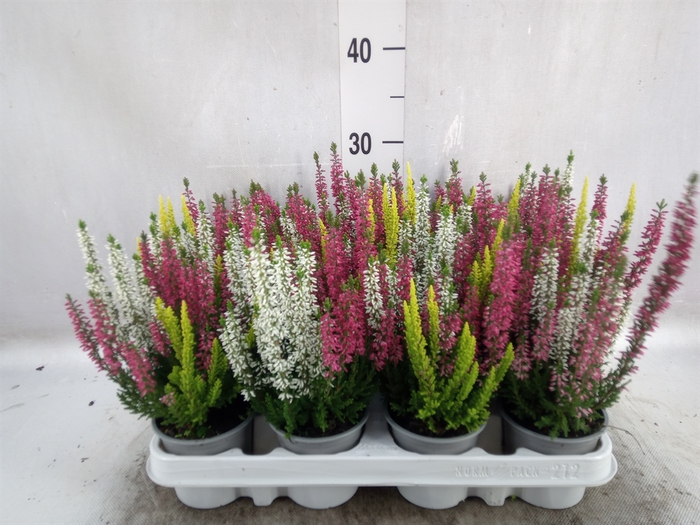 <h4>Calluna vulg. 'Beauty L'  ..mix 3/p</h4>