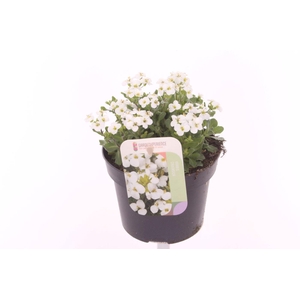 Arabis Caucasica. little treasure white