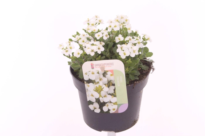 <h4>Arabis Caucasica. little treasure white</h4>