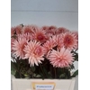 Dahlia Preference