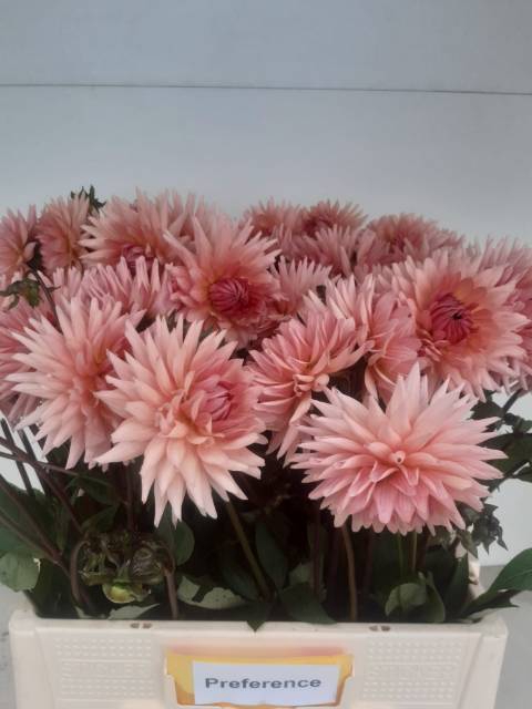 <h4>Dahlia Preference</h4>