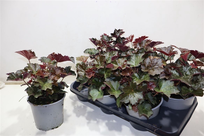 <h4>Heuch Mi Palace Purp</h4>