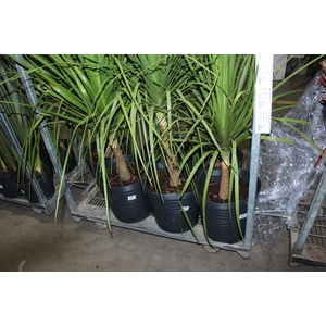 BEAUCARNEA RECURVATA TR3 25L