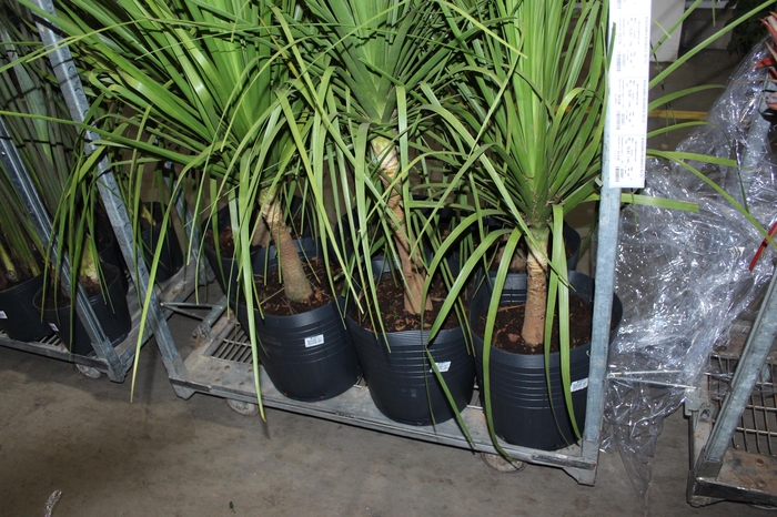 BEAUCARNEA RECURVATA TR3 25L