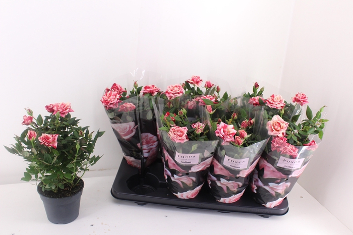 <h4>RO GANNA HIT</h4>