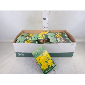 Narcissus   ...flowerbulbs
