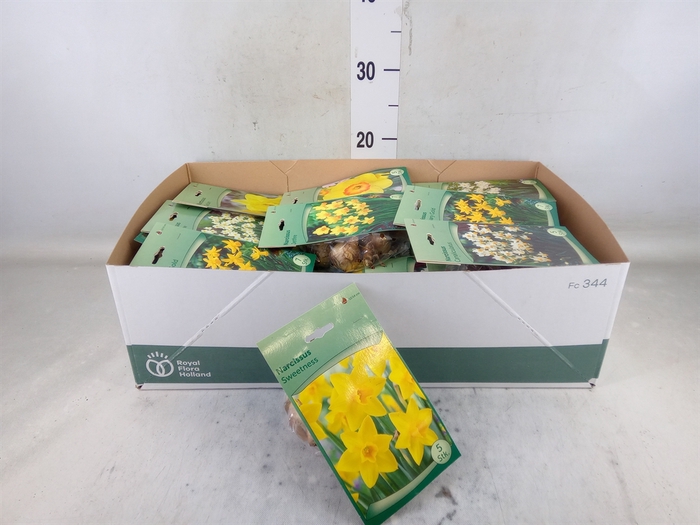 <h4>Narcissus   ...flowerbulbs</h4>