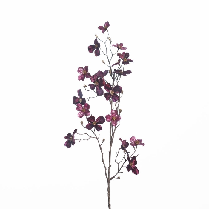 <h4>AF Cornus Kausa spr L86cm D.pu</h4>