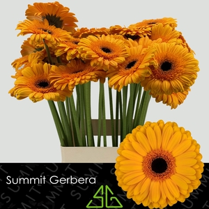 Gerbera Oaklyn Water x40 Lang
