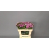 Dianthus Ba Am Neon Mix 