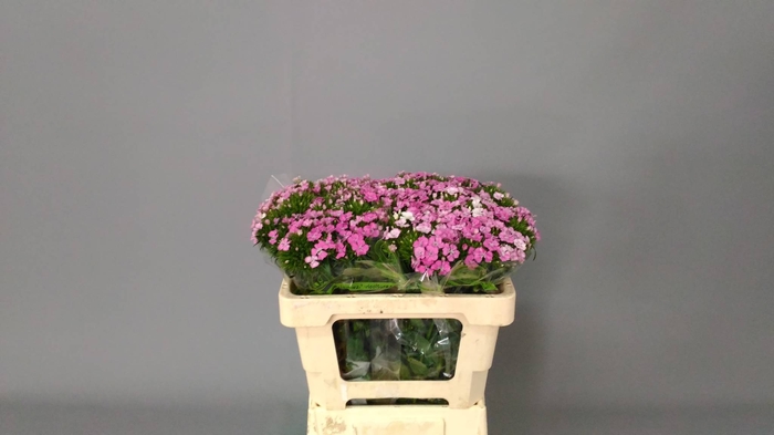 Dianthus Ba Am Neon Mix 