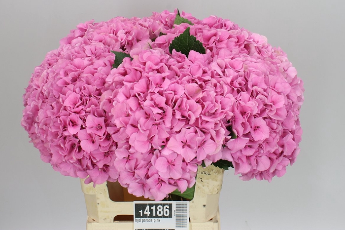 <h4>Hyd Parade Pink</h4>