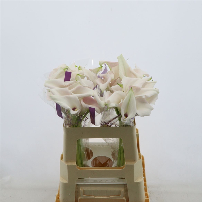 <h4>Calla Sweet Art</h4>