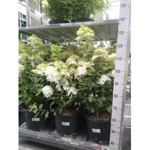 Hydrangea pan.