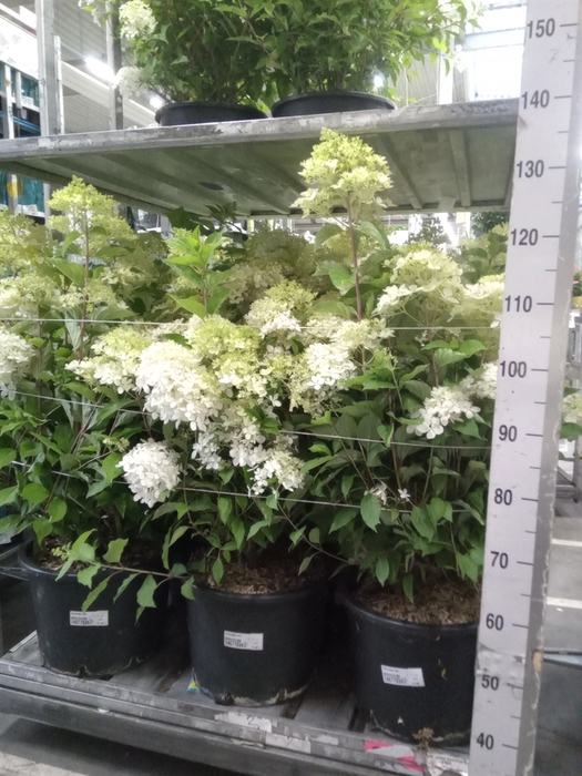 <h4>Hydrangea pan.</h4>