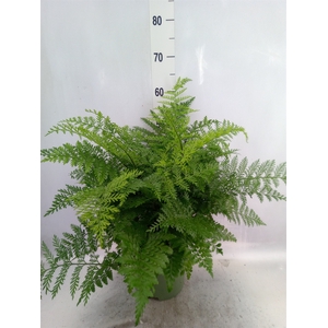 Asplenium parvati