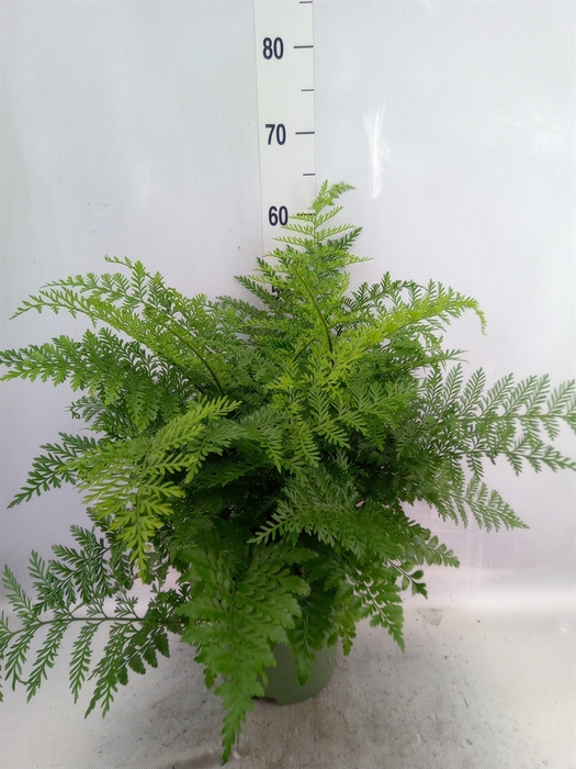 Asplenium parvati