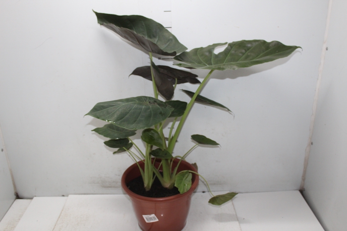 <h4>ALOCASIA WENTII P24</h4>