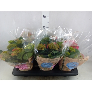 Hydrangea mac. 'Schone Bautznerin'