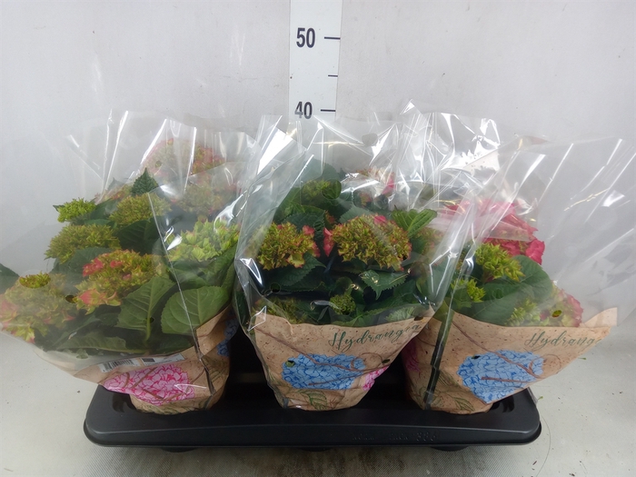 <h4>Hydrangea mac. 'Schone Bautznerin'</h4>