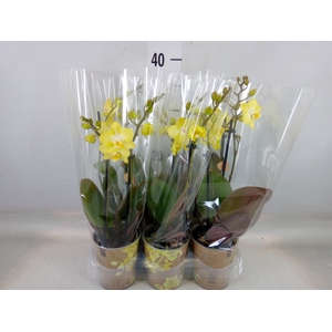 Phalaenopsis multi. 'FC SunnyShore'