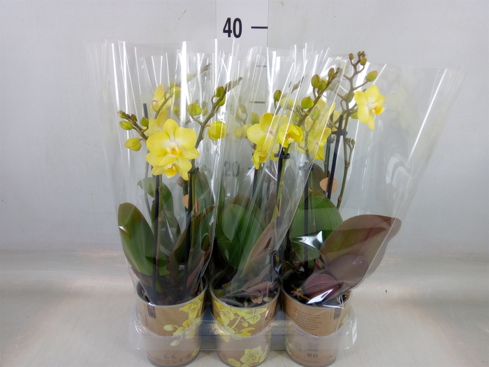 <h4>Phalaenopsis multi. 'FC SunnyShore'</h4>