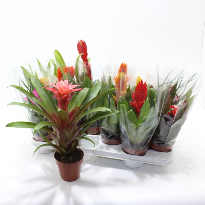 <h4>BROMELIA GEM</h4>