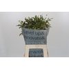 Chasmanthium Green