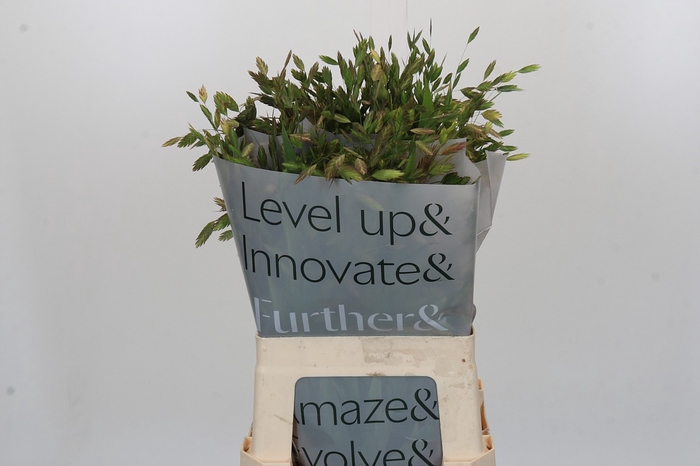 <h4>Chasmanthium Green</h4>