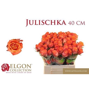 Rosa grootbloemig Julischka