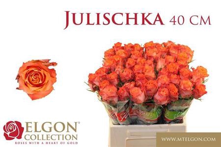 <h4>Rosa grootbloemig Julischka</h4>