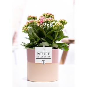 Kalanchoe pink in P&PURE Tess 2 ceramics pink