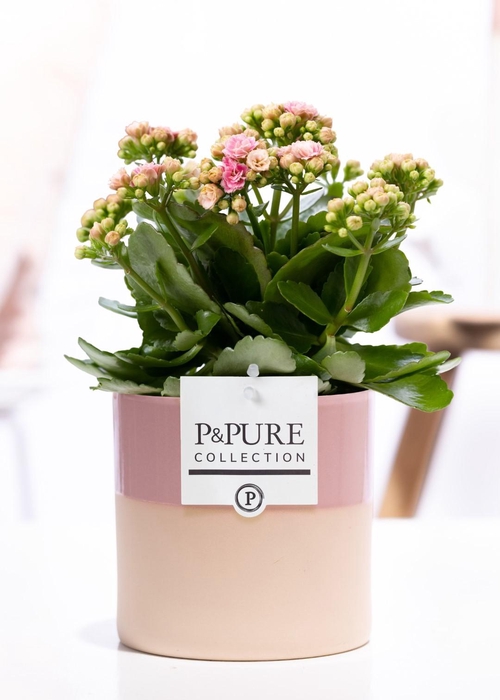 <h4>Kalanchoe pink in P&PURE Tess 2 ceramics pink</h4>