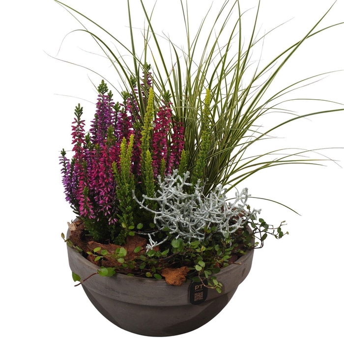 <h4>Arr.   Tuinplanten L%</h4>