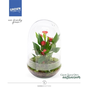 Anthurium - KARMA Million | Terrarium | Veenvrij