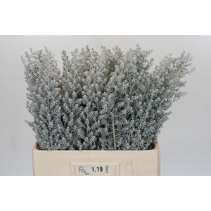 Kochia (Maireana Sedifolia)