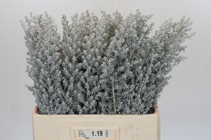 <h4>Kochia (Maireana Sedifolia)</h4>