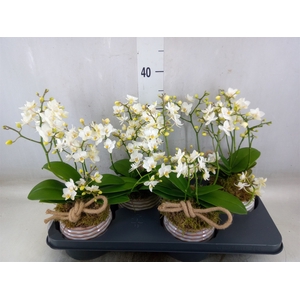 Arr.   Kamerplant Groen L%