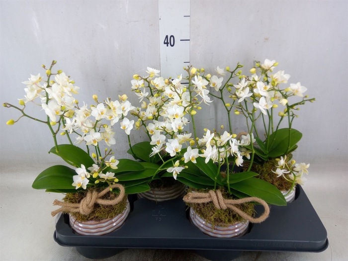 <h4>Arr.   Kamerplant Groen L%</h4>