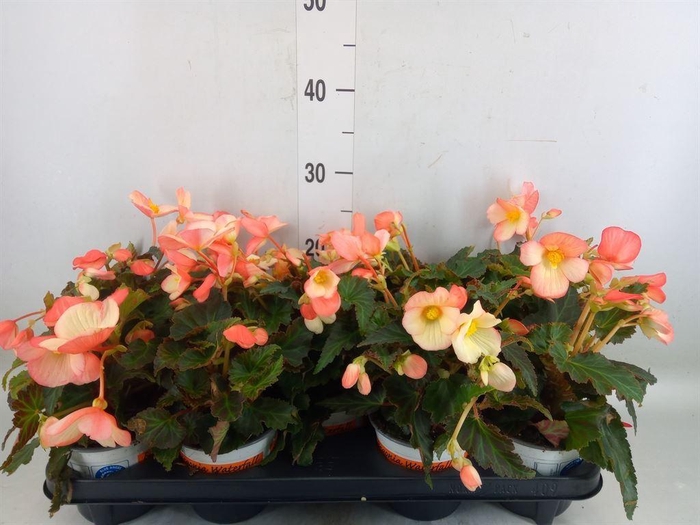 <h4>Begonia boliv. 'Wfall Dr Be Salmon'</h4>