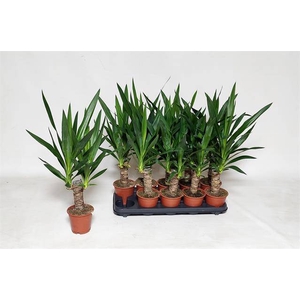 Yucca 12Ø 60cm 2Head