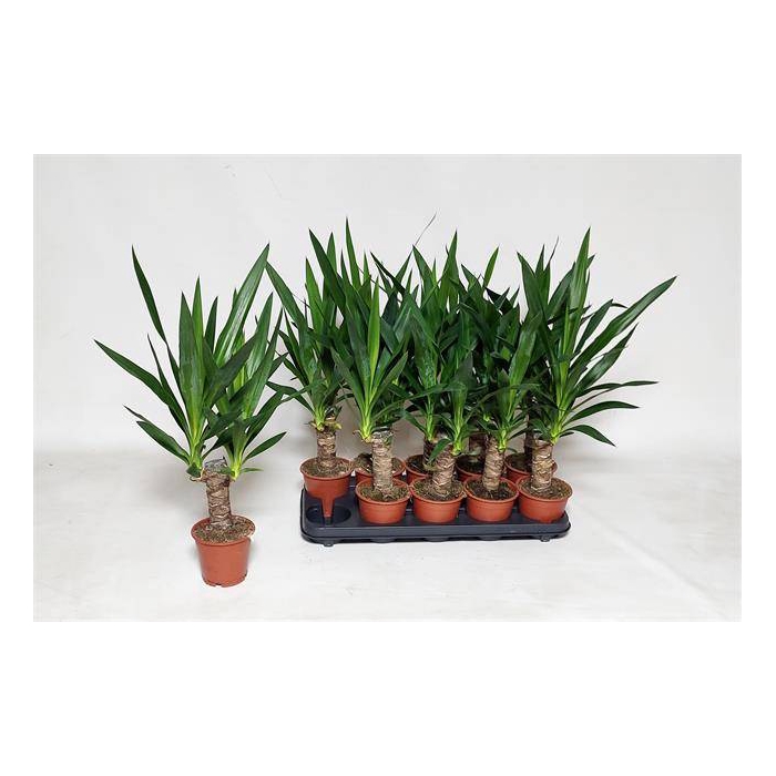 <h4>Yucca 12Ø 60cm 2Head</h4>