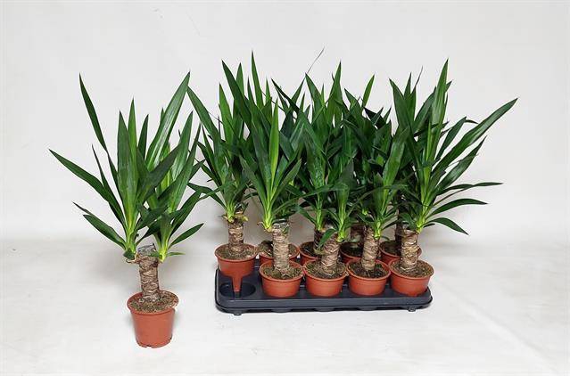 Yucca 12Ø 60cm 2Head